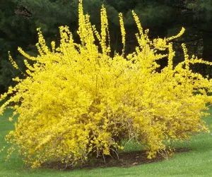 Forsythia telepítési szabályok, a gondozás és növénytermesztés a földön, akkor ideje, hogy virágzik (ellátás) Forsythia telepítési szabályok, a gondozás és növénytermesztés a földön, akkor ideje, hogy virágzik