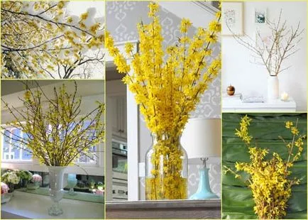 Forsythia (Forsythia) fajok egy fotó, termesztés, gondozás, metszés, telelés, állattenyésztés (Forsythia) Forsythia (Forsythia) fajok egy fotó, termesztés, gondozás, metszés, telelés, állattenyésztés