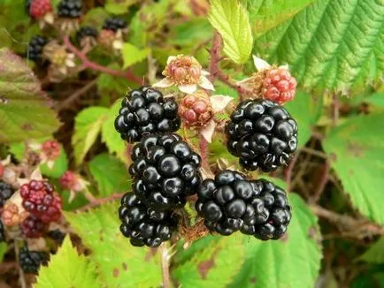 Blackberry fajták és termesztési