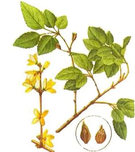 Forsythia (Forsythia) fajok egy fotó, termesztés, gondozás, metszés, telelés, állattenyésztés (Forsythia Forsythia bokrok ültetése termesztés ellátás növénynemesítési telelő virágzás tavasszal használni kerttervezés) Forsythia (Forsythia) fajok egy fotó, termesztés, gondozás, metszés, telelés, állattenyésztés