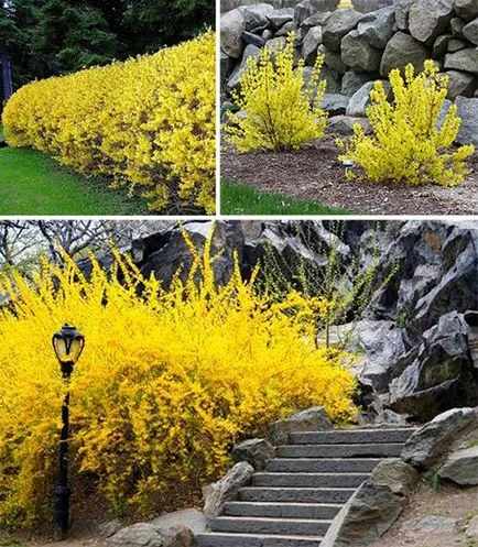 Forsythia (Forsythia) fajok egy fotó, termesztés, gondozás, metszés, telelés, állattenyésztés (faj) Forsythia (Forsythia) fajok egy fotó, termesztés, gondozás, metszés, telelés, állattenyésztés
