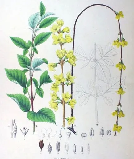 Forsythia (Forsythia) fajok egy fotó, termesztés, gondozás, metszés, telelés, állattenyésztés (Forsythia) Forsythia (Forsythia) fajok egy fotó, termesztés, gondozás, metszés, telelés, állattenyésztés