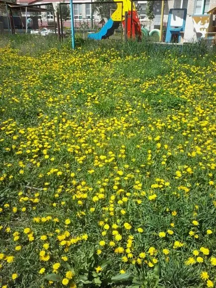 Photo jelentés „, hogyan töltötte a tanév! „(Tanárok) Photo jelentés „, hogyan töltötte a tanév!