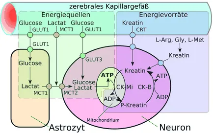 vér-agy gát