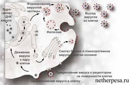 Herpes kézen diagnózis, tünetek, kezelés