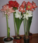 Hippeastrum minden árnyalatok gondozásában virág home fotó és videó (fotó) Hippeastrum minden árnyalatok gondozásában virág home fotó és videó