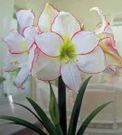 Hippeastrum minden árnyalatok gondozásában virág home fotó és videó (Terry macranthon gippeastrum) Hippeastrum minden árnyalatok gondozásában virág home fotó és videó
