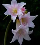 Hippeastrum minden árnyalatok gondozásában virág home fotó és videó (ellátás) Hippeastrum minden árnyalatok gondozásában virág home fotó és videó