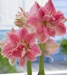 Hippeastrum minden árnyalatok gondozásában egy virág otthon fotók és videók (Hippeastrum) Hippeastrum minden árnyalatok gondozásában virág home fotó és videó