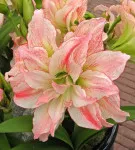 Hippeastrum minden árnyalatok gondozásában virág home fotó és videó (fotó) Hippeastrum minden árnyalatok gondozásában virág home fotó és videó