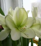 Hippeastrum minden árnyalatok gondozásában egy virág otthon fotók és videók (Hippeastrum) Hippeastrum minden árnyalatok gondozásában virág home fotó és videó