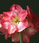 Hippeastrum minden árnyalatok gondozásában egy virág otthon fotók és videók (Hippeastrum) Hippeastrum minden árnyalatok gondozásában virág home fotó és videó
