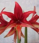 Hippeastrum minden árnyalatok gondozásában virág home fotó és videó (fotó) Hippeastrum minden árnyalatok gondozásában virág home fotó és videó