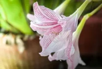 Hippeastrum ápolási otthon, a szabadban, a kertben szaporítják, hagymák (Hippeastrum) Hippeastrum ápolási otthon, a szabadban, a kertben, reprodukció magok, hagymák,