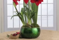 Hippeastrum ápolási otthon, a szabadban, a kertben, reprodukció magok, hagymák, (otthon) Hippeastrum ápolási otthon, a szabadban, a kertben, reprodukció magok, hagymák,