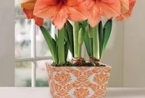 Hippeastrum ápolási otthon, a szabadban, a kertben szaporítják, hagymák (Hippeastrum) Hippeastrum ápolási otthon, a szabadban, a kertben, reprodukció magok, hagymák,