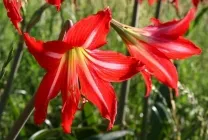 Hippeastrum ápolási otthon, a szabadban, a kertben, reprodukció magok, hagymák, (ellátás) Hippeastrum ápolási otthon, a szabadban, a kertben, reprodukció magok, hagymák,