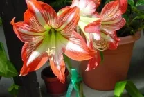 Hippeastrum ápolási otthon, a szabadban, a kertben, reprodukció magok, hagymák, (ellátás) Hippeastrum ápolási otthon, a szabadban, a kertben, reprodukció magok, hagymák,
