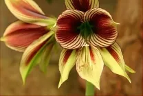 Hippeastrum ápolási otthon, a szabadban, a kertben szaporítják, hagymák (Hippeastrum) Hippeastrum ápolási otthon, a szabadban, a kertben, reprodukció magok, hagymák,