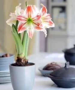 Hippeastrum ápolási otthon, a szabadban, a kertben szaporítják, hagymák (Hippeastrum) Hippeastrum ápolási otthon, a szabadban, a kertben, reprodukció magok, hagymák,