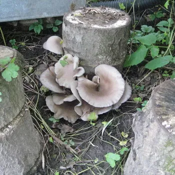 Gomba képet osztriga, hogyan, és milyen az erdőben nőnek laskagomba, amikor gyűjteni