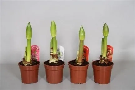 Hippeastrum ápolási otthon, a szabadban, a kertben, reprodukció magok, hagymák, (ellátás) Hippeastrum ápolási otthon, a szabadban, a kertben, reprodukció magok, hagymák,