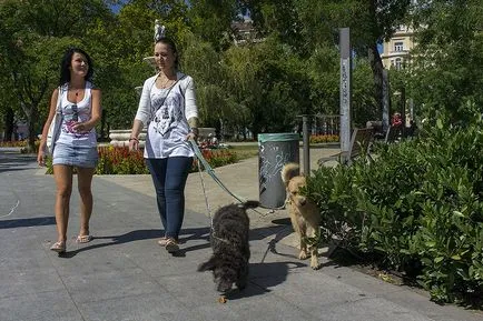 City, kényelmes kutyáknak