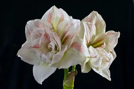 Hippeastrum minden árnyalatok gondozásában virág home fotó és videó (Terry macranthon gippeastrum) Hippeastrum minden árnyalatok gondozásában virág home fotó és videó