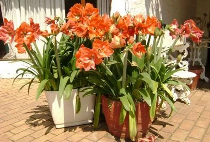Hippeastrum ápolási otthon, a szabadban, a kertben, reprodukció magok, hagymák, (feltételek) Hippeastrum ápolási otthon, a szabadban, a kertben, reprodukció magok, hagymák,