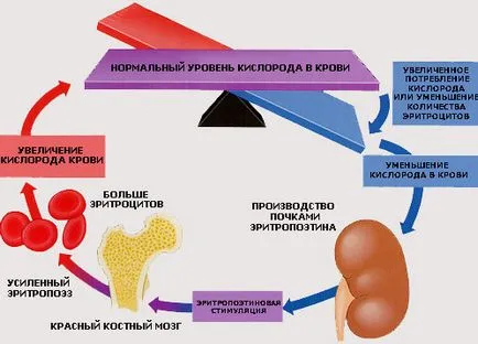 Hormonok, hogy termelnek a vese, a funkció, problémákat okoz (generál) vesék által termelt hormonok, funkcióit okai megsértése