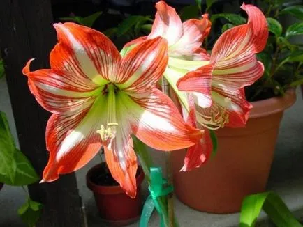 Hippeastrum ápolási otthon, a szabadban, a kertben, reprodukció magok, hagymák, (otthon) Hippeastrum ápolási otthon, a szabadban, a kertben, reprodukció magok, hagymák,