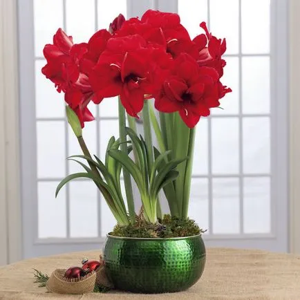 Hippeastrum minden árnyalatok gondozásában egy virág otthon fotók és videók (Hippeastrum) Hippeastrum minden árnyalatok gondozásában virág home fotó és videó