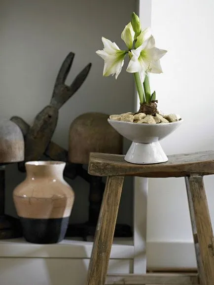 Hippeastrum termesztési és ápolási otthon