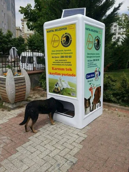 City, kényelmes kutyáknak