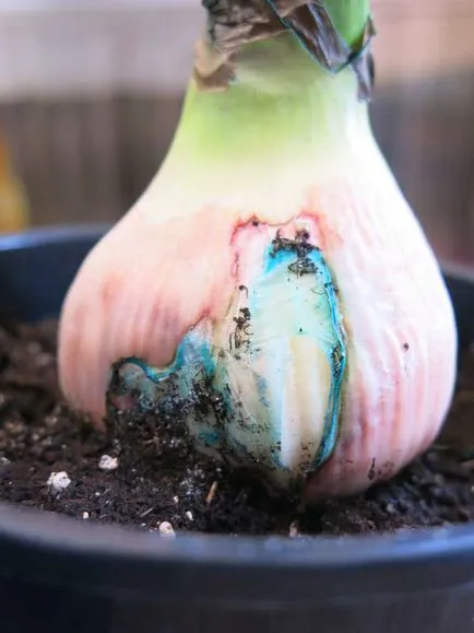 Hippeastrum minden árnyalatok gondozásában virág home fotó és videó (fotó) Hippeastrum minden árnyalatok gondozásában virág home fotó és videó