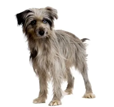 purina-i