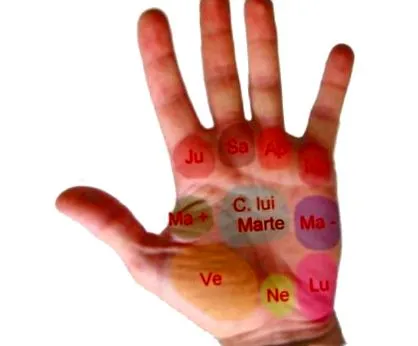 pálmafák inspiráció