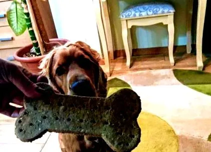 coolvet