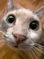 A nevet a Scottish fold macska