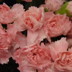 Carnation kert, évelő ültetési és gondozási fényképet a szabadföldi termesztés és tenyésztés