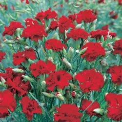 Carnation kert, évelő ültetési és gondozási fényképet a szabadföldi termesztés és tenyésztés