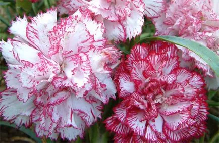 Carnation évelő ültetés és gondozás, szegfű, kert, török, kínai fényképpel (ellátás) Carnation évelő ültetés és gondozás, szegfű, kert, török, kínai fotókkal