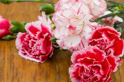 Carnation kert, évelő ültetési és gondozási fényképet a szabadföldi termesztés és tenyésztés