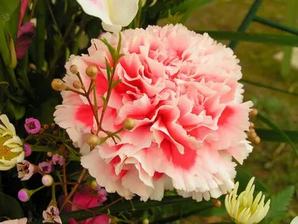 Carnation kert, évelő ültetési és gondozási fényképet a szabadföldi termesztés és tenyésztés