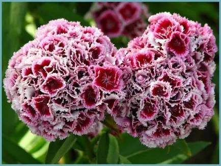 Carnation kert, évelő ültetési és gondozási fényképet a szabadföldi termesztés és tenyésztés