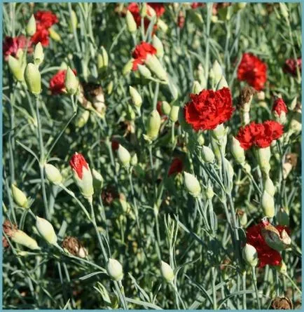 Carnation kert, évelő ültetési és gondozási fényképet a szabadföldi termesztés és tenyésztés