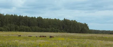 Mi a jobb építeni egy házat, ötletek