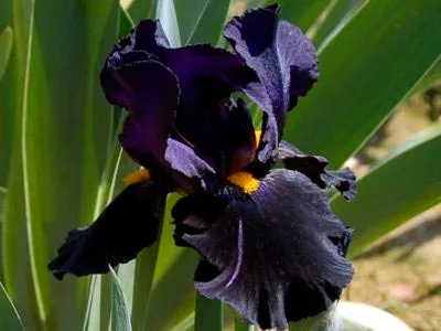 Iris ültetés és gondozás a nyílt terepen öltözködés reprodukció