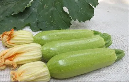 Cukkini kalóriatartalmú, haszon és kár, akiket erősen ajánlott