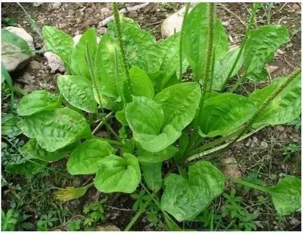 Mi kenőcs segít a repedések a kezükben, egy recept vagy eszközzel (repedések) Mi kenőcs segít a repedések a kezükben, egy recept vagy eszközzel